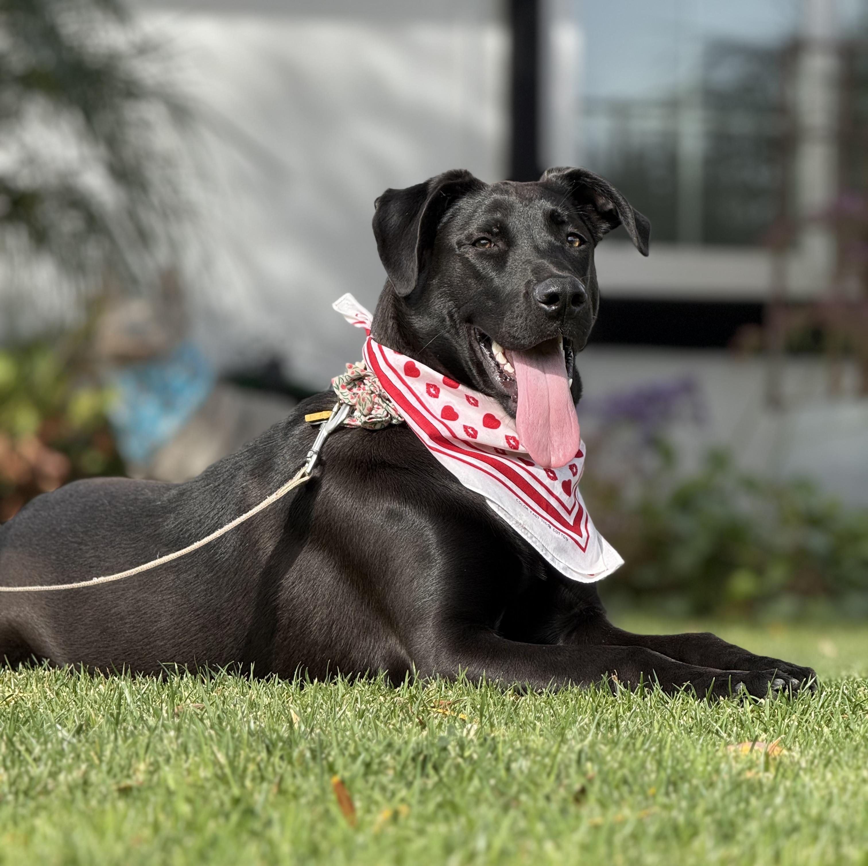 Xena, Adoptable, Young Female Labrador Retriever & Mixed Breed.