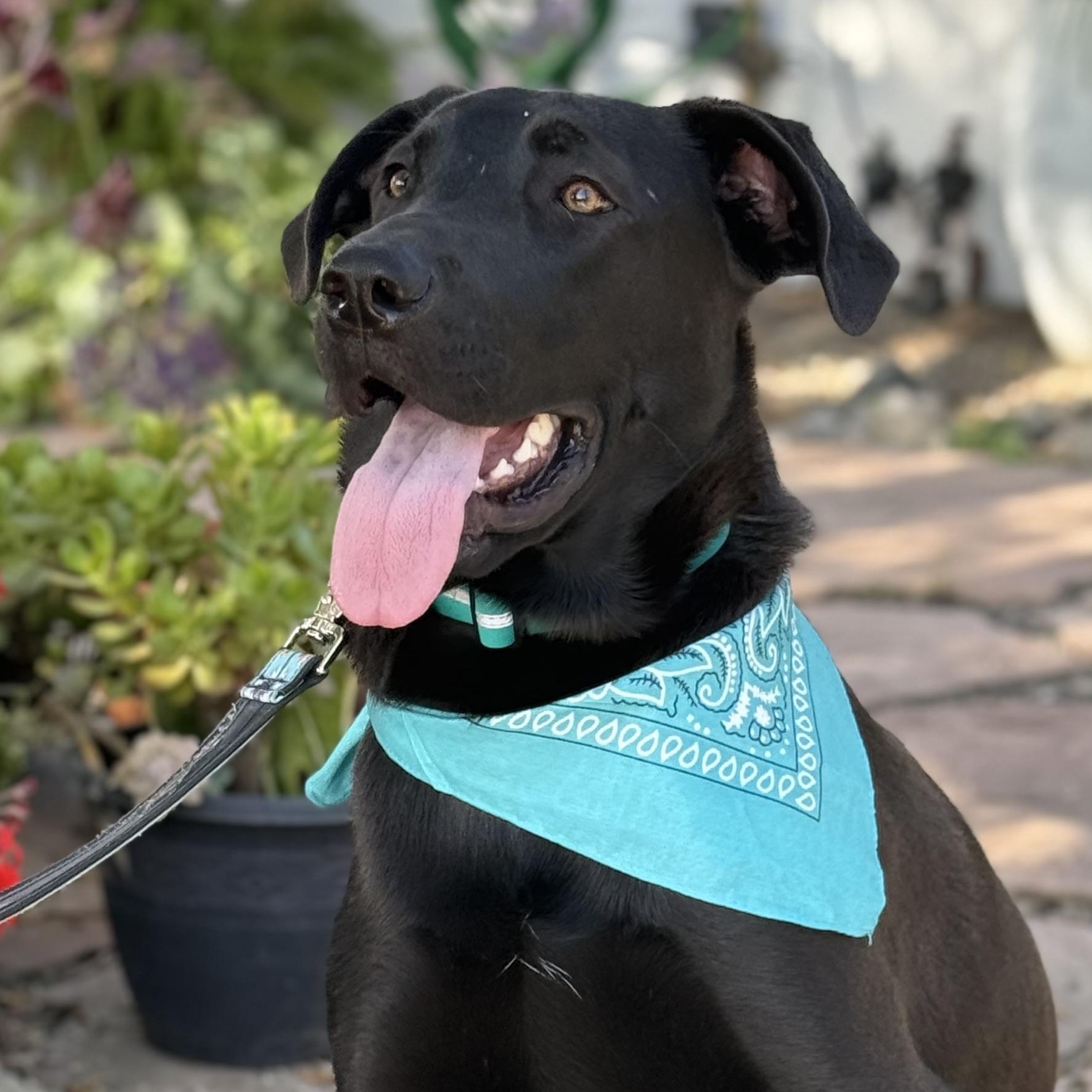 Enlarge Xena, a Adoptable mixed breed in Santa Maria, CA image 1/6