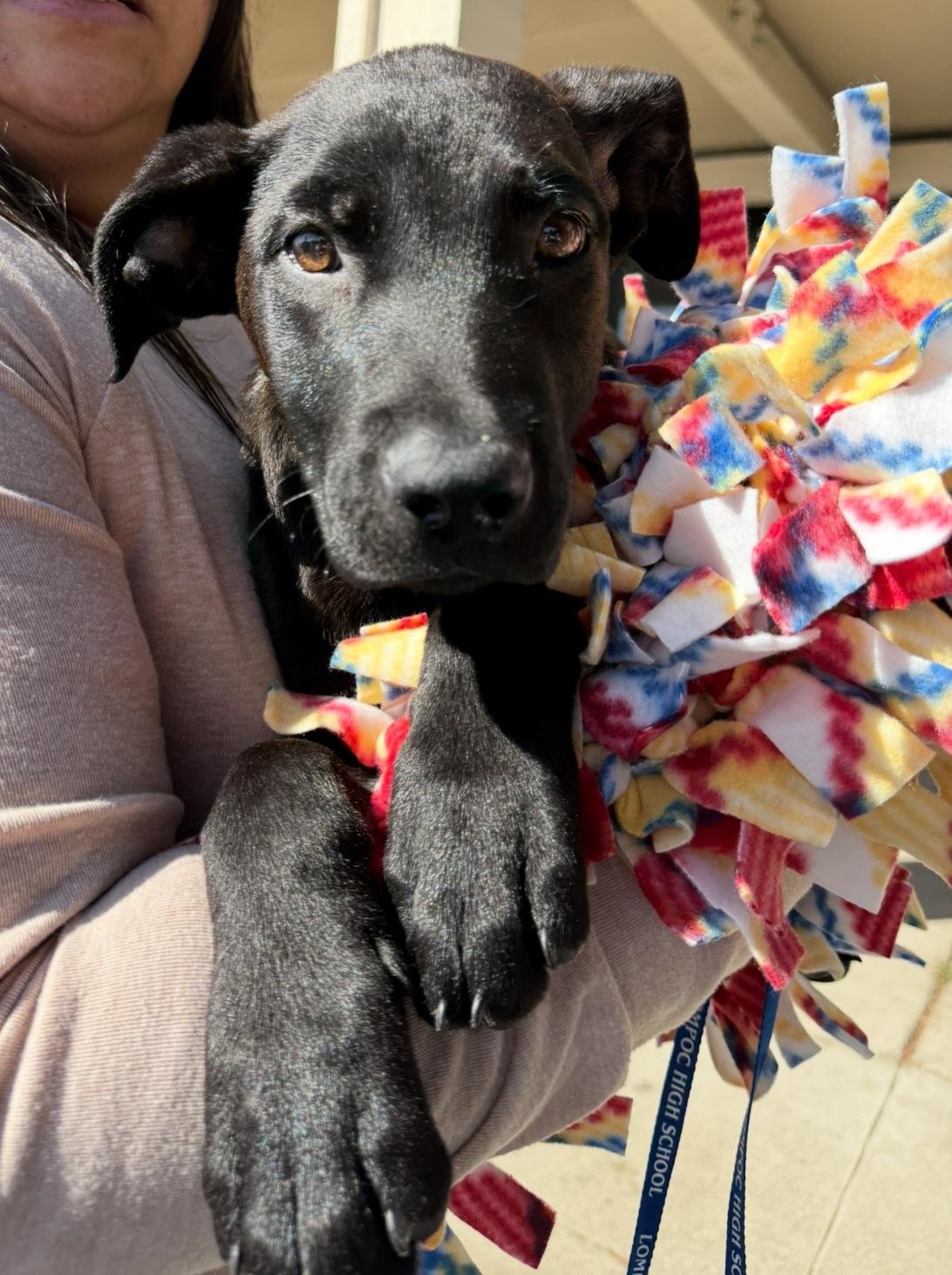 Enlarge Xena, a Adoptable mixed breed in Santa Maria, CA image 3/4