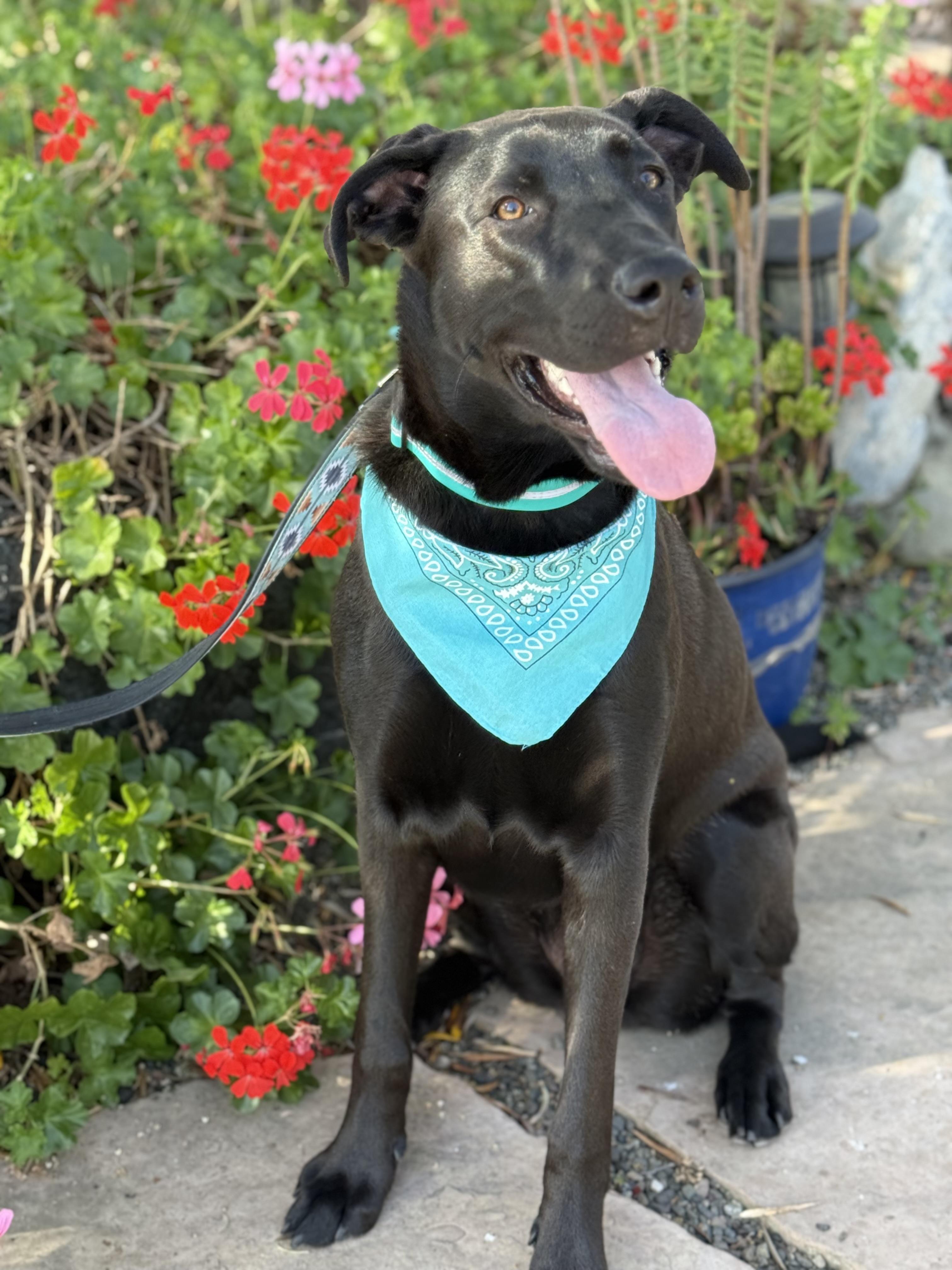 Enlarge Xena, a Adoptable mixed breed in Santa Maria, CA image 2/6