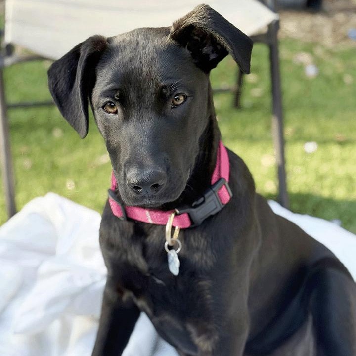 Xena, Adoptable, Puppy Female German Shepherd Dog & Mastiff.