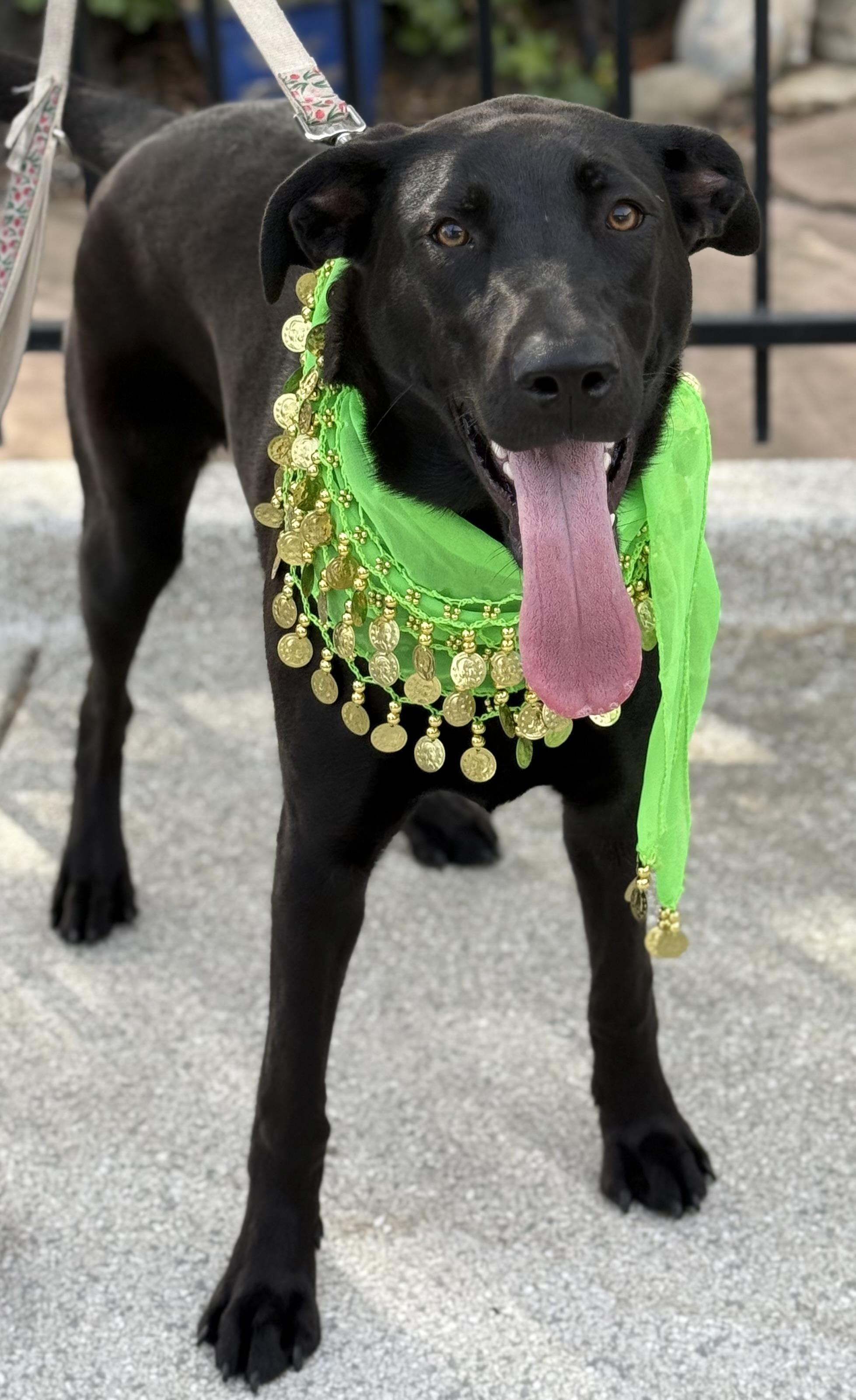 Enlarge Xena, a Adoptable mixed breed in Santa Maria, CA image 4/6