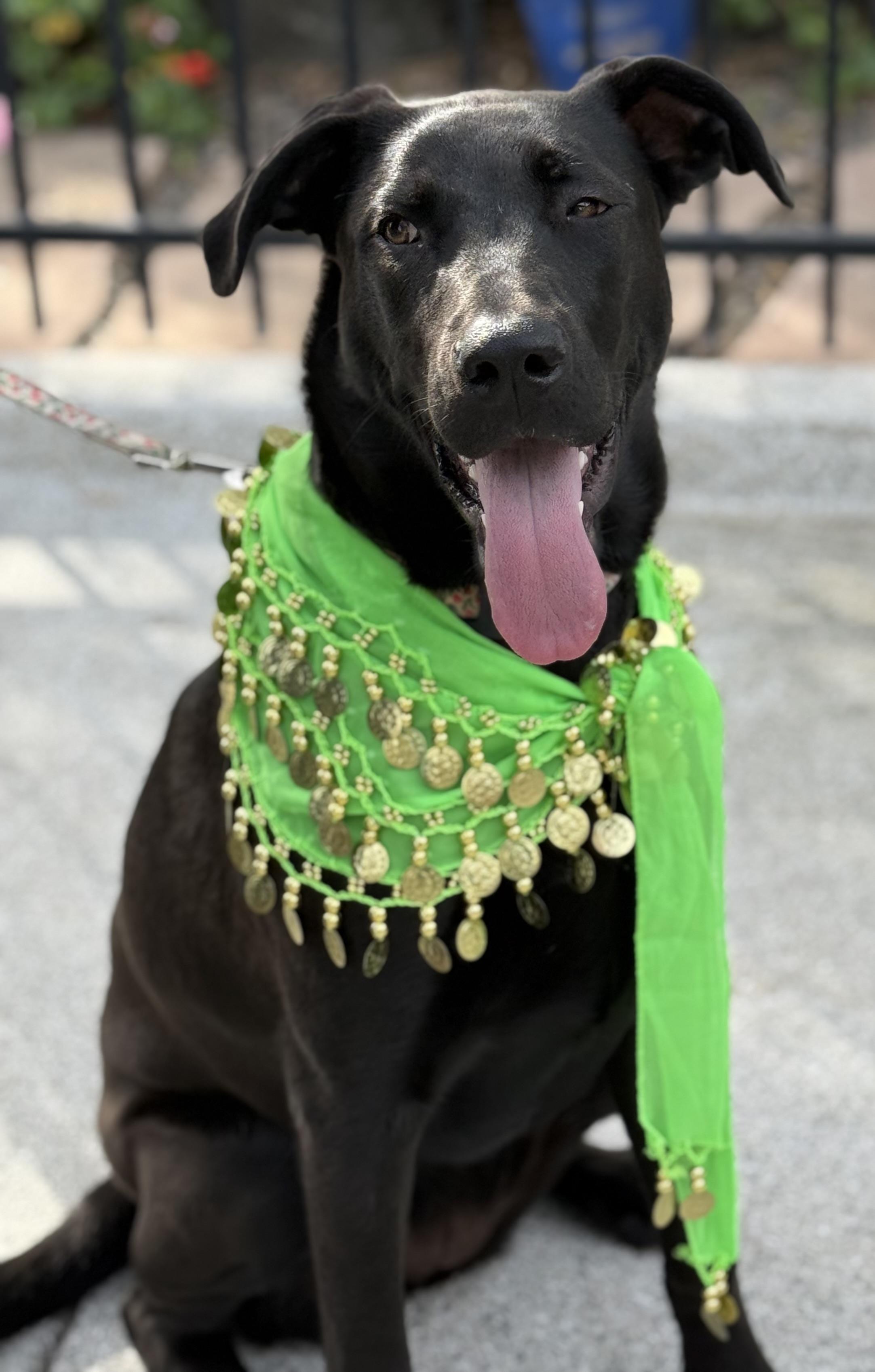 Enlarge Xena, a Adoptable mixed breed in Santa Maria, CA image 5/6