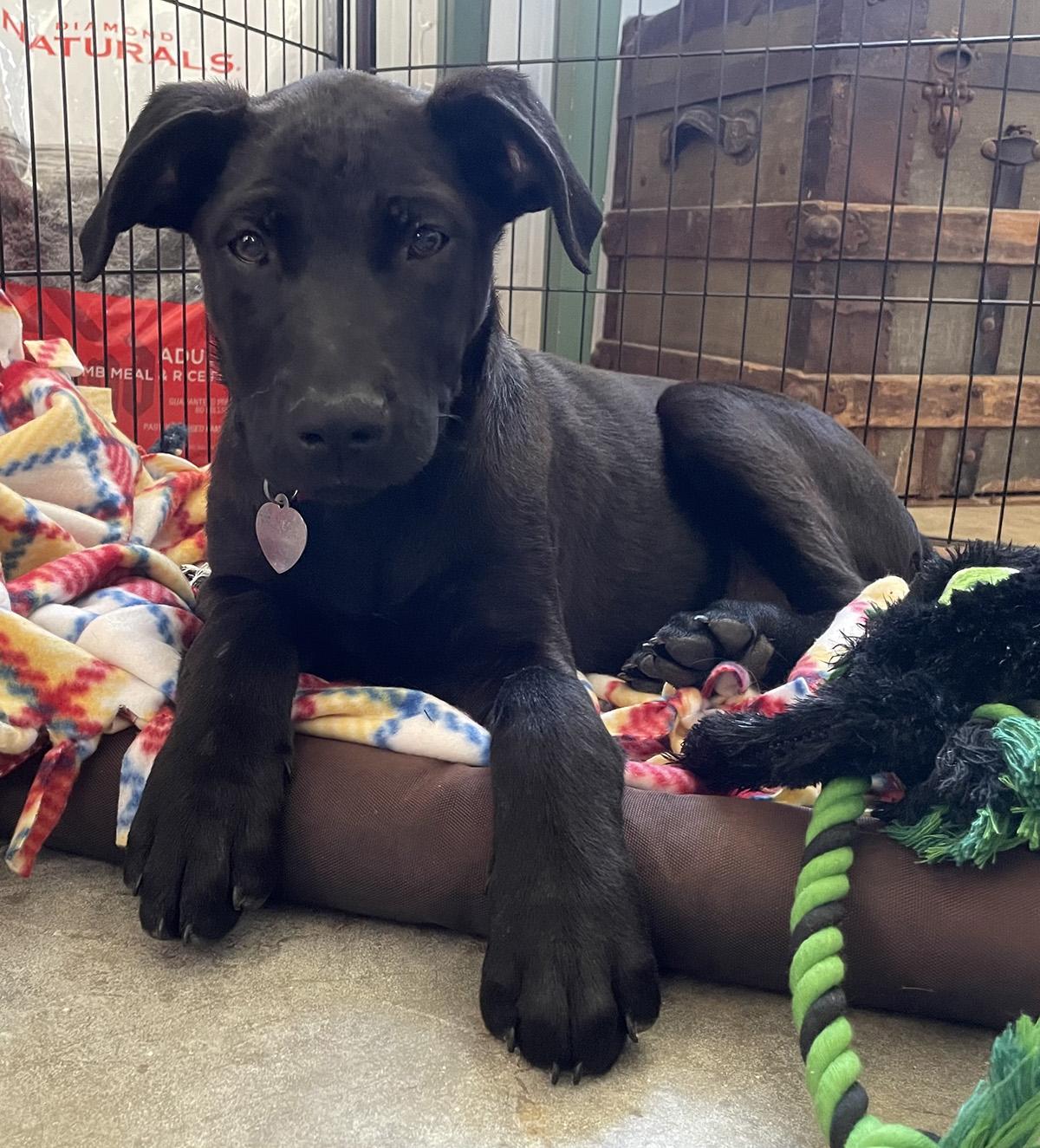 Enlarge Xena, a Adoptable mixed breed in Santa Maria, CA image 4/4