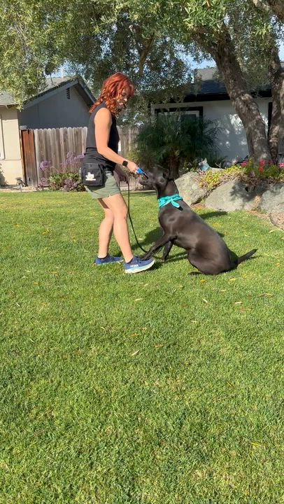 Enlarge Xena, a Adoptable mixed breed in Santa Maria, CA video 6/6