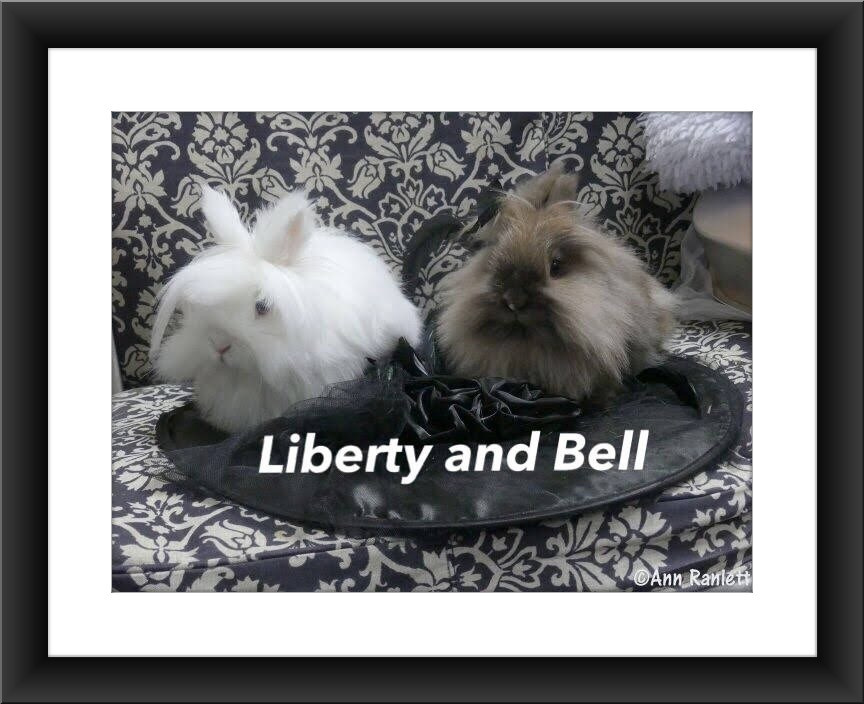 Enlarge Liberty and Belle, a Adopted Lionhead in Auburn, CA image 1/1