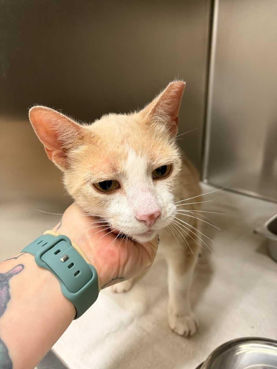 Leopold, ADOPTABLE, Adult Male Domestic Short Hair.