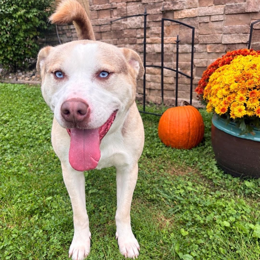 Draco, Adoptable, Adult Male Husky.