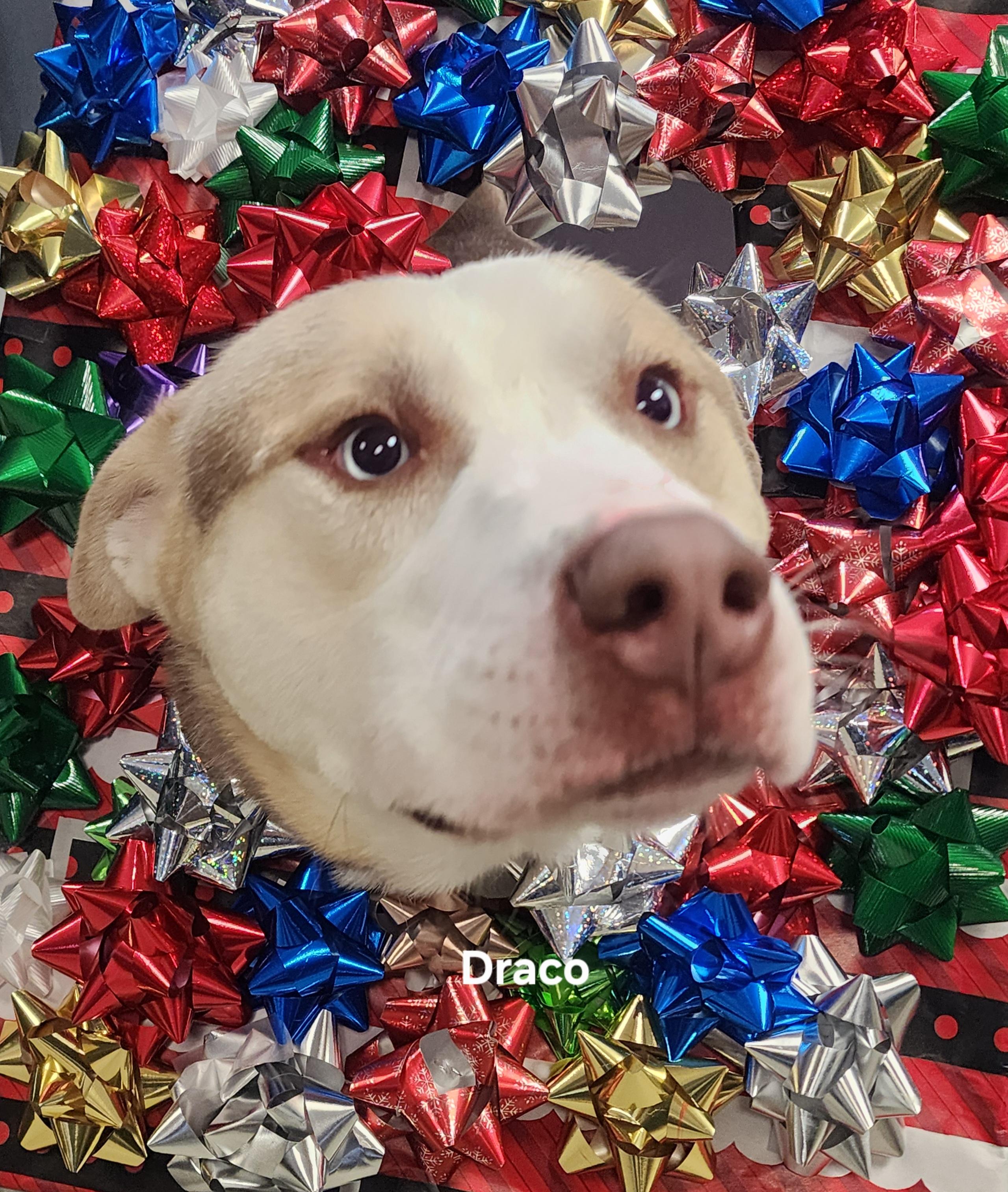 Draco, a Adoptable Husky in Medina, OH image 1/6