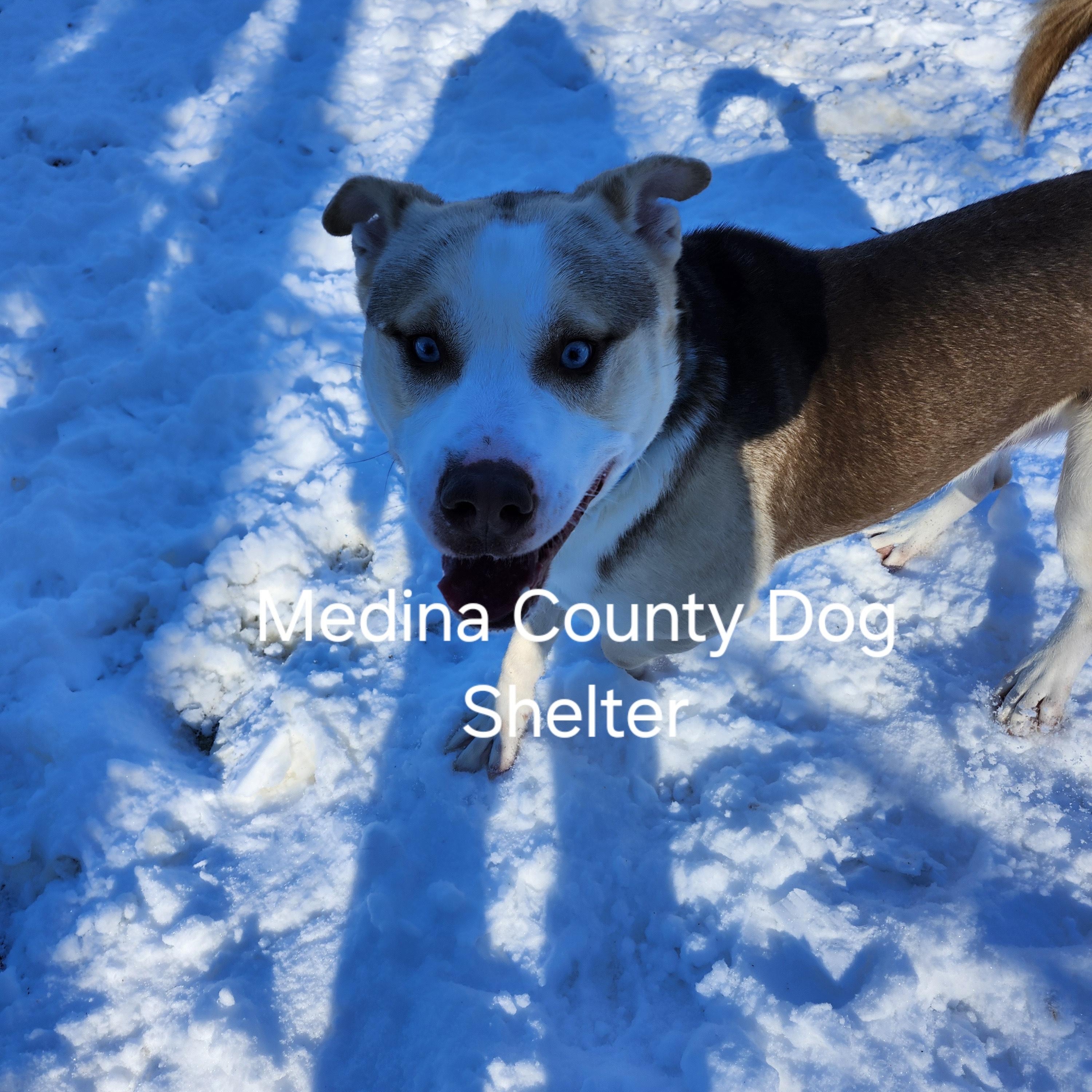 Draco, a Adoptable Husky in Medina, OH image 6/6