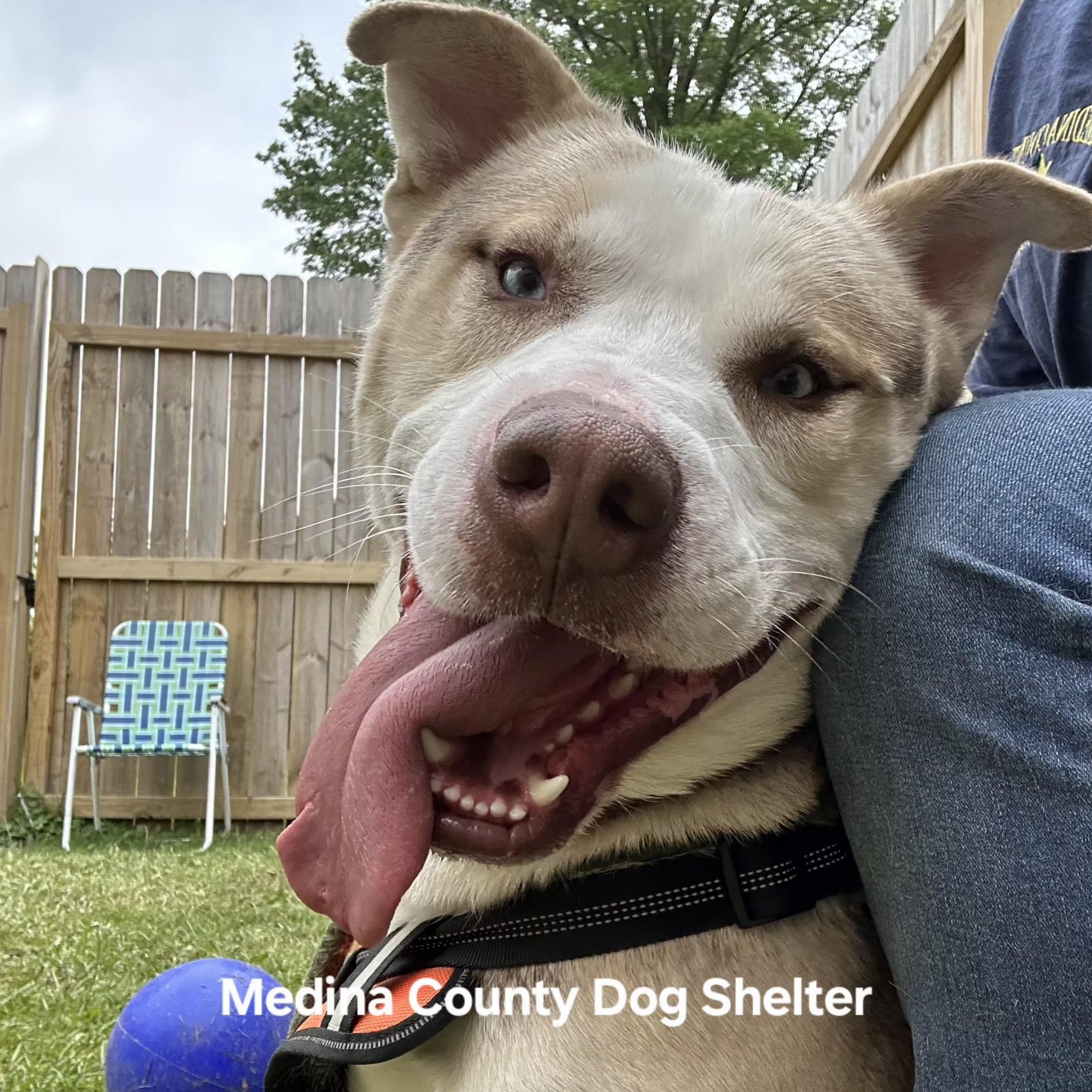 Draco, a Adoptable Husky in Medina, OH image 2/6