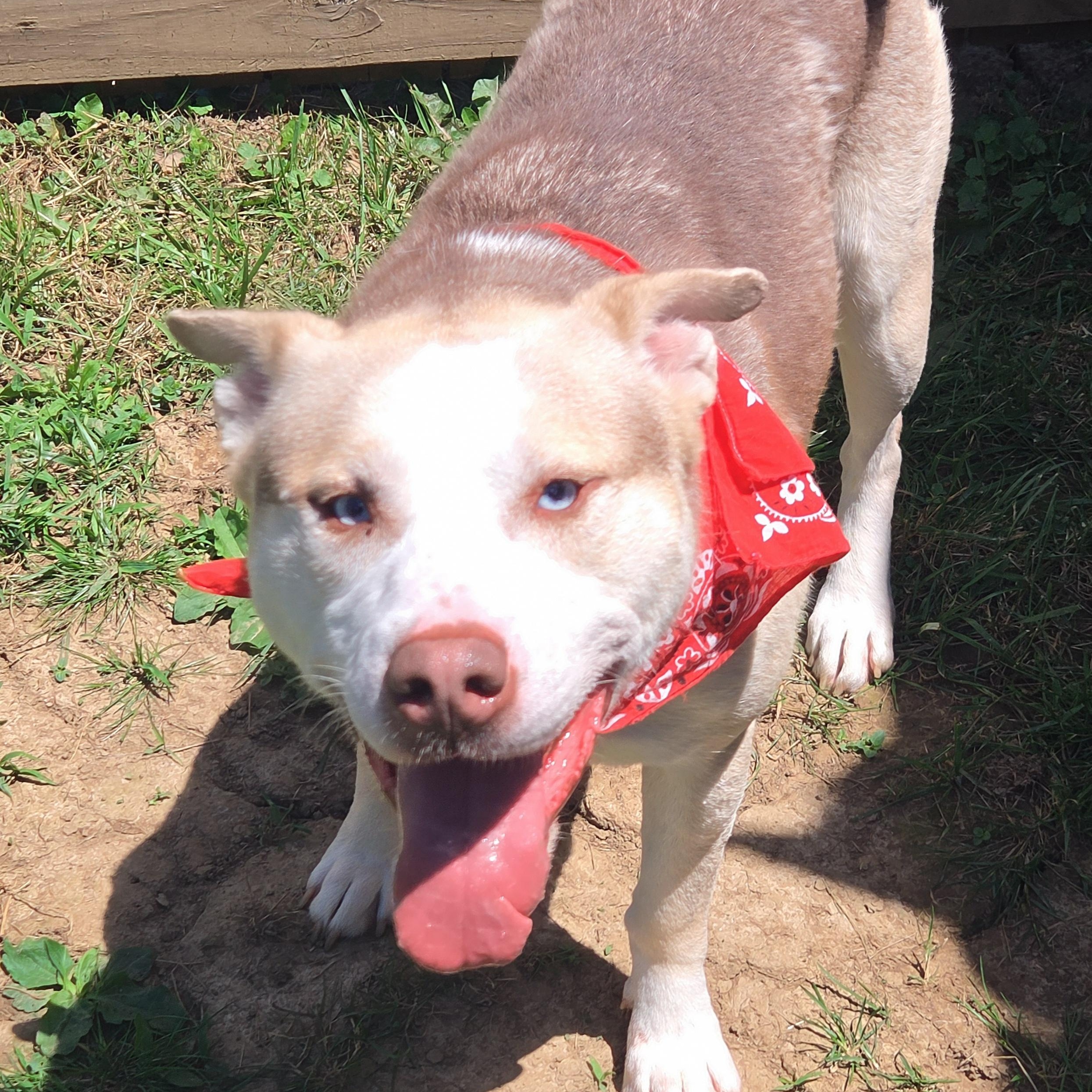 Draco, Adoptable, Adult Male Husky.