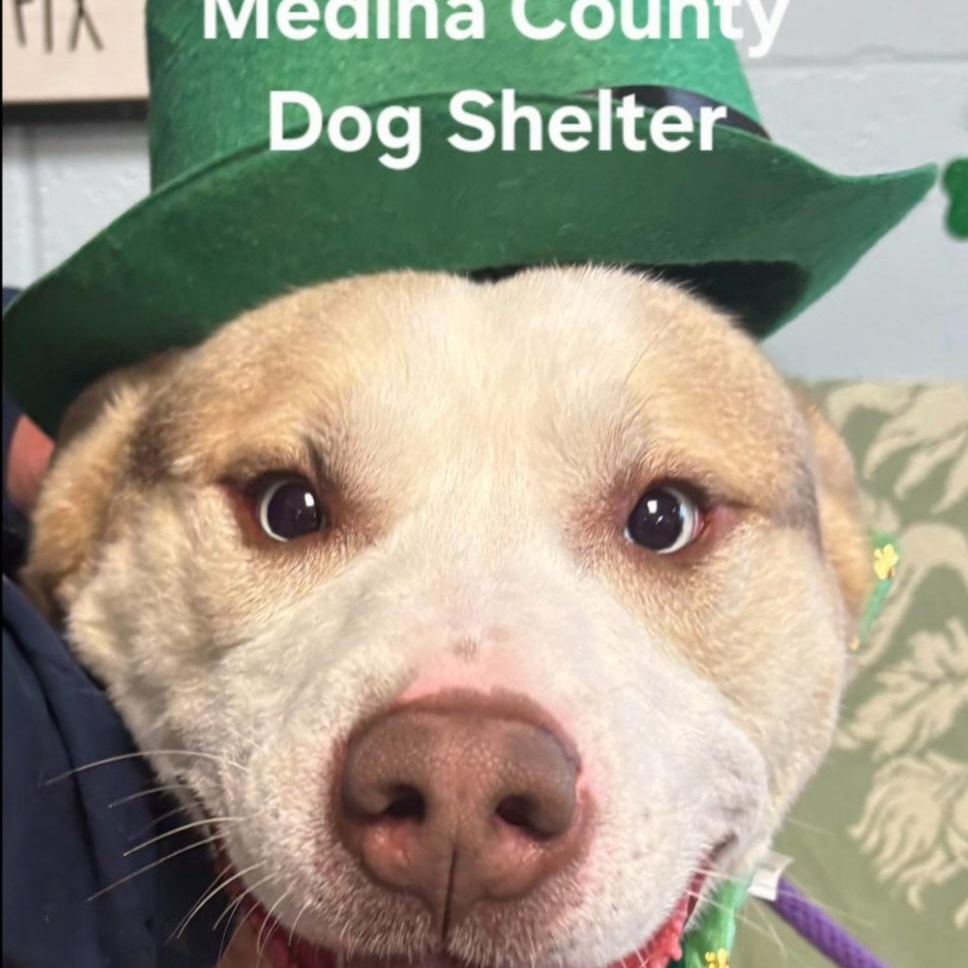 Enlarge Draco, a Adoptable Husky in Medina, OH image 1/6