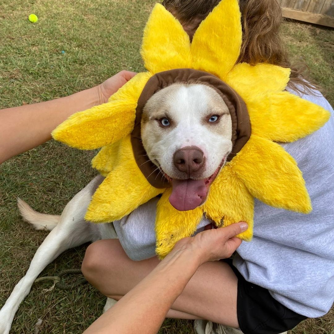 Draco, a Adoptable Husky in Medina, OH image 3/6