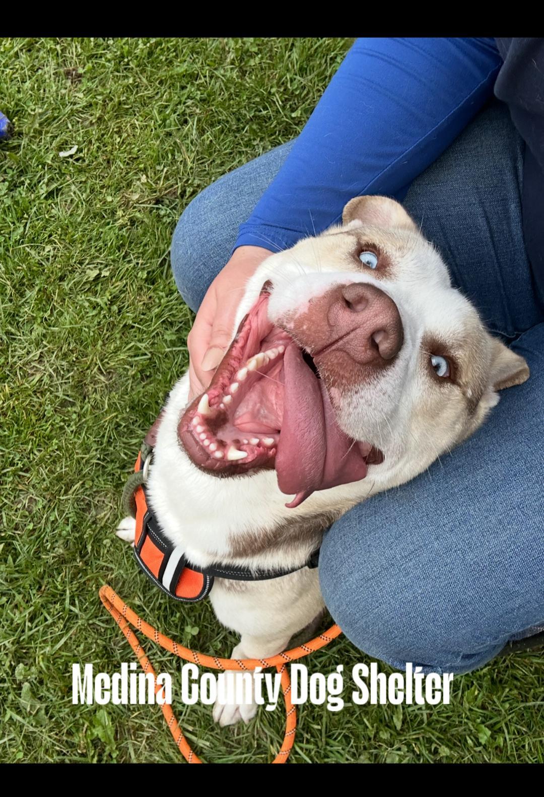 Draco, Adult Male Husky