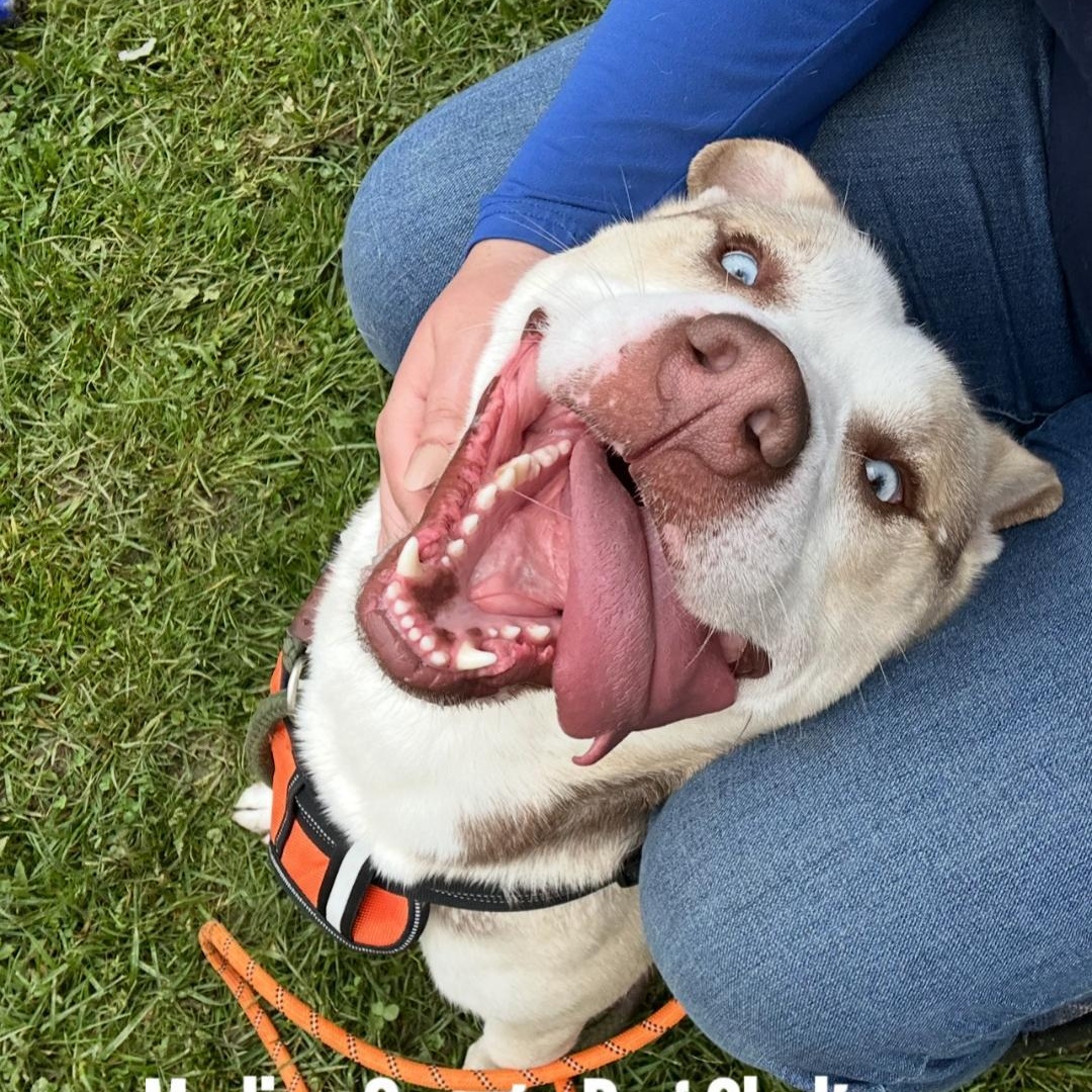 Draco, a Adoptable Husky in Medina, OH image 4/6