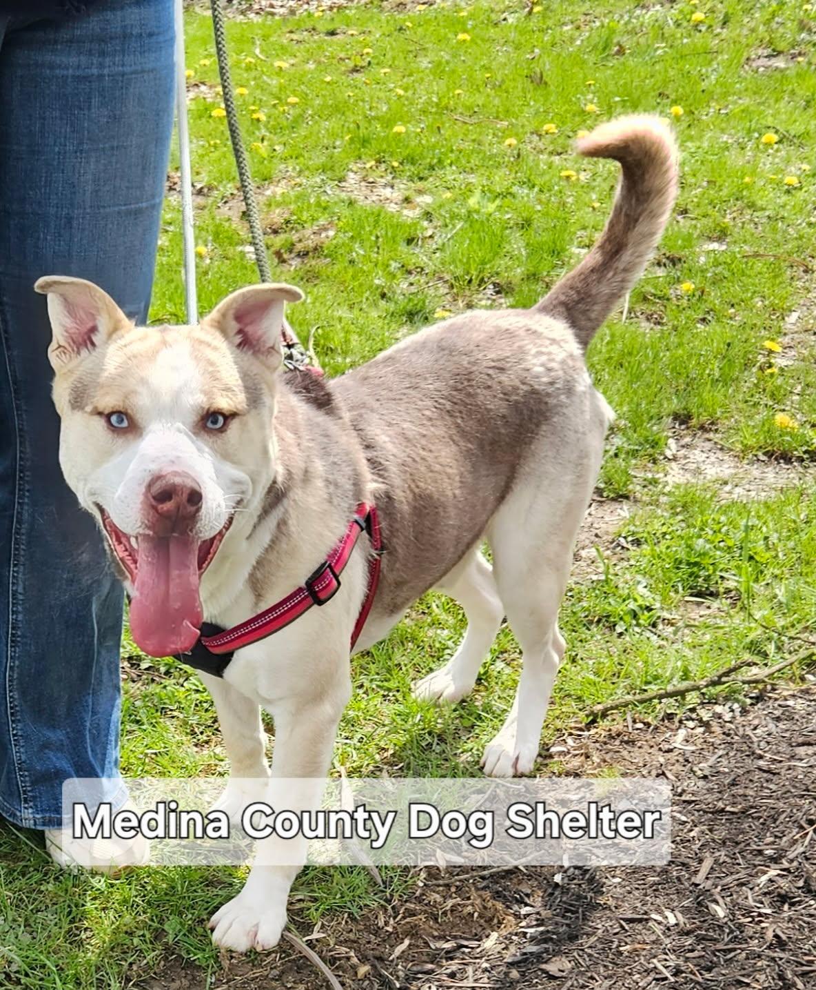 Draco, a Adoptable Husky in Medina, OH image 5/6