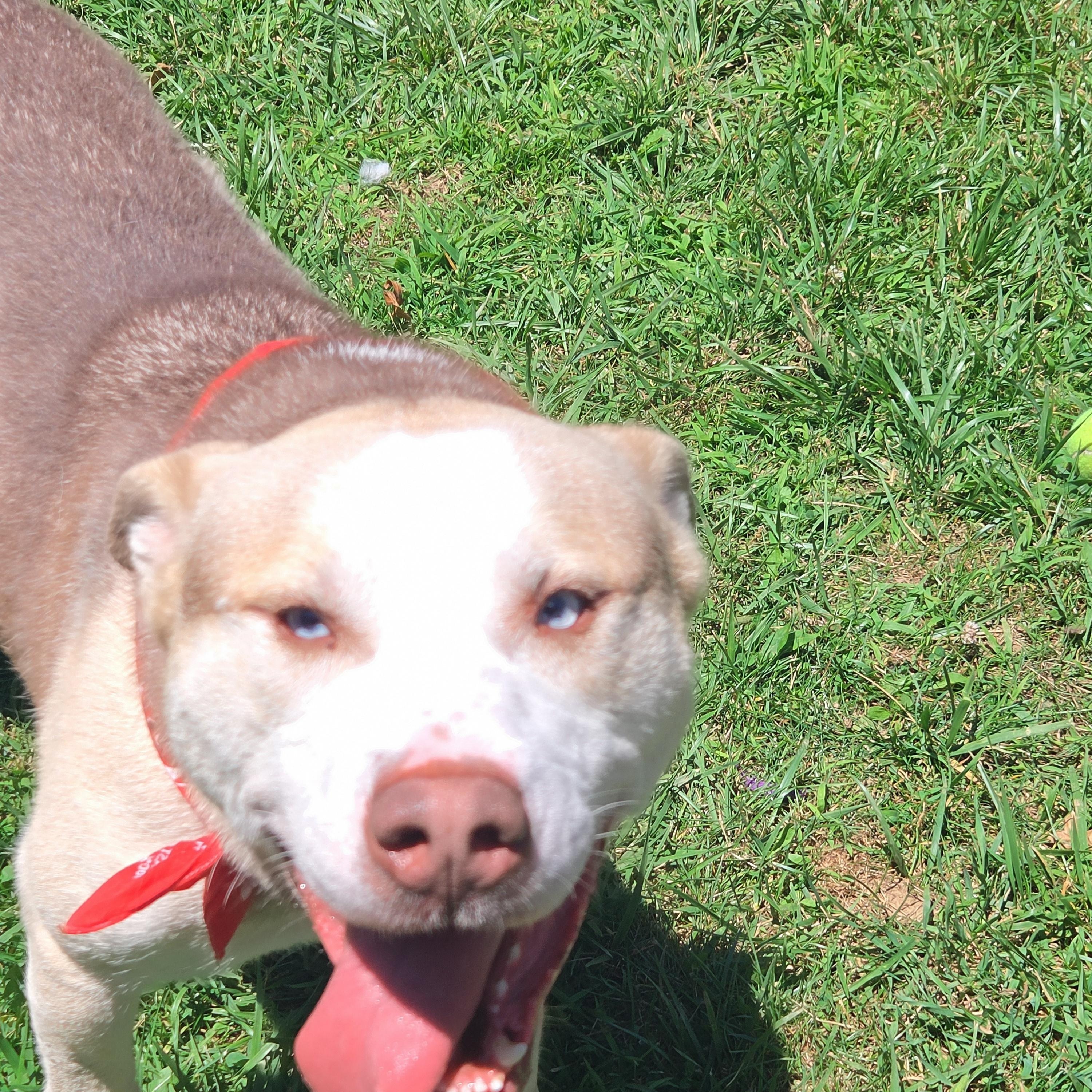 Enlarge Draco, a Adoptable mixed breed in Medina, OH image 2/5