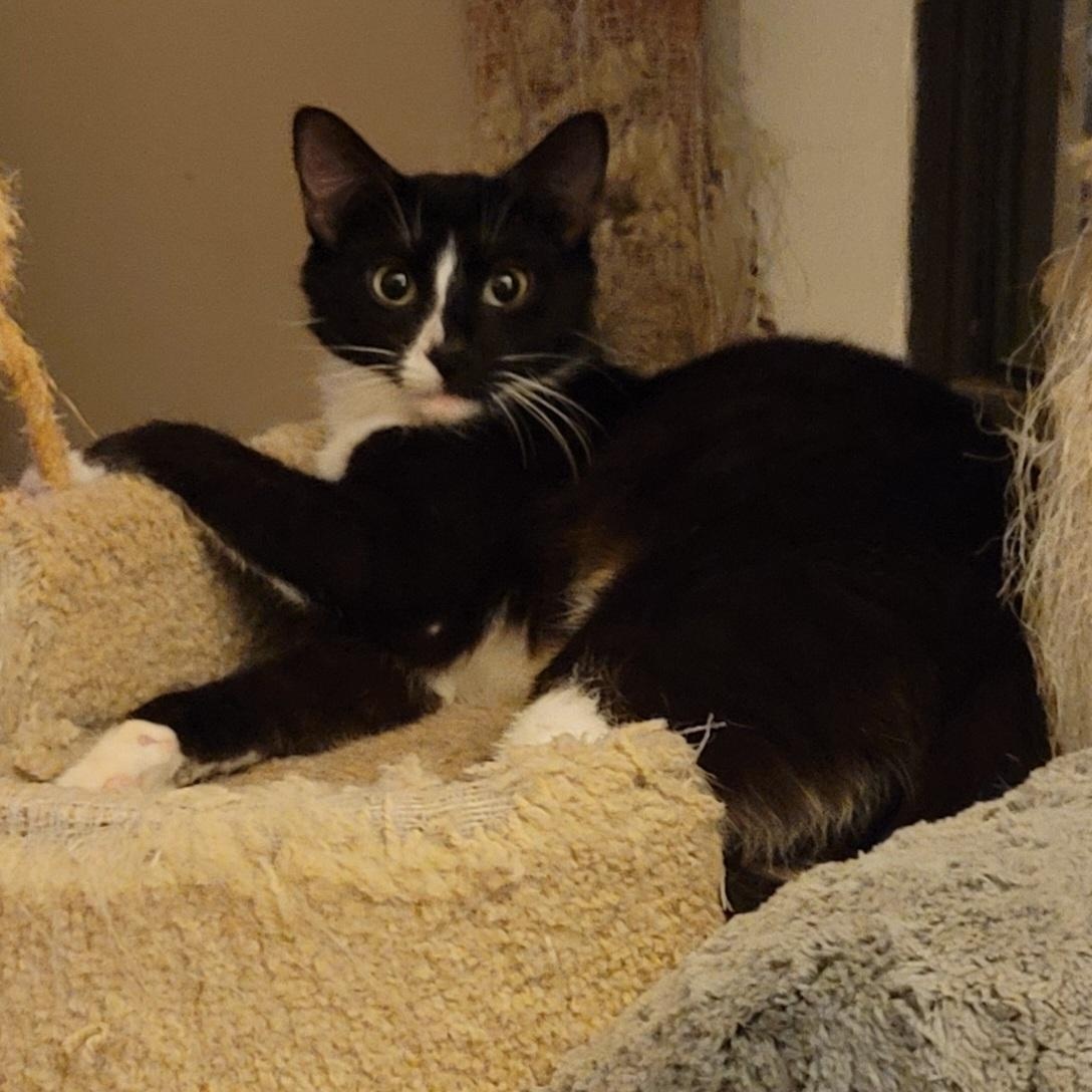 Grace, ADOPTABLE, Young Female Domestic Short Hair.