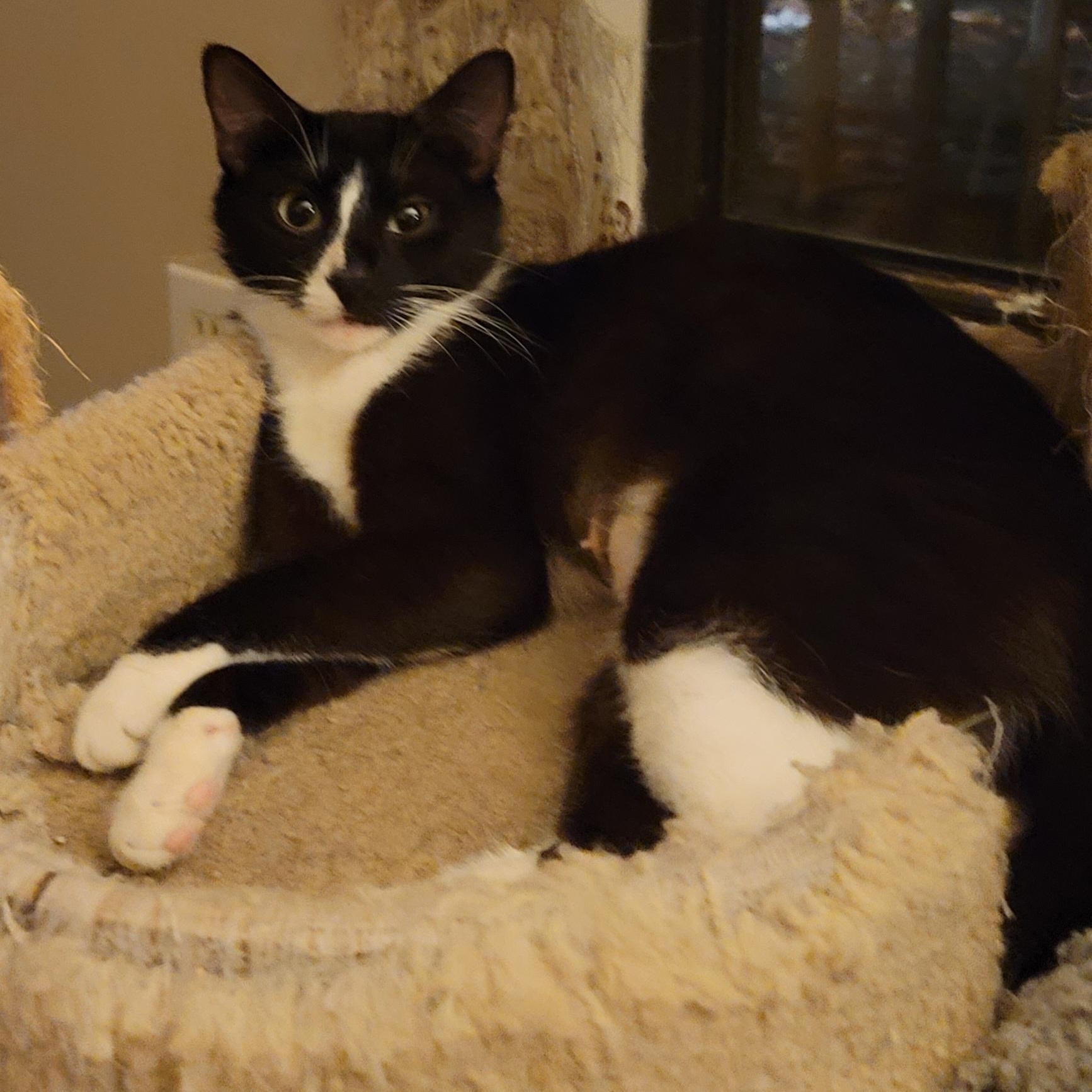 Grace, a ADOPTABLE Domestic Short Hair in Orlando, FL image 2/2