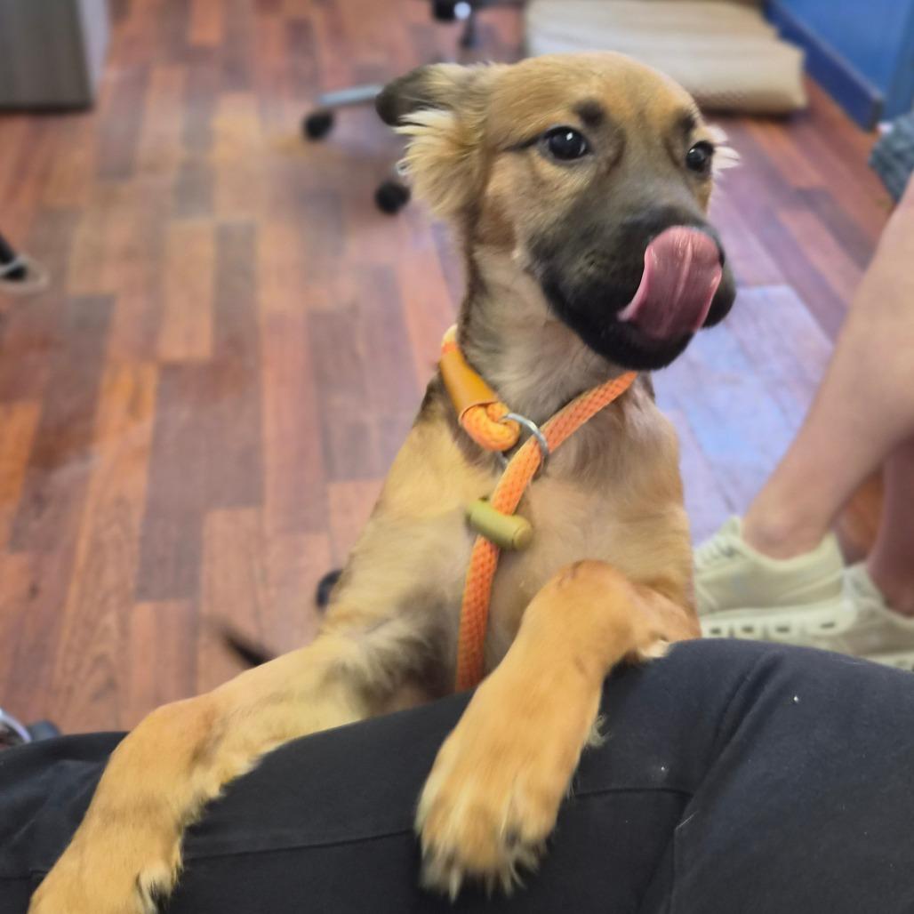 Lima, Adoptable, Puppy Male Shepherd & Black Mouth Cur.
