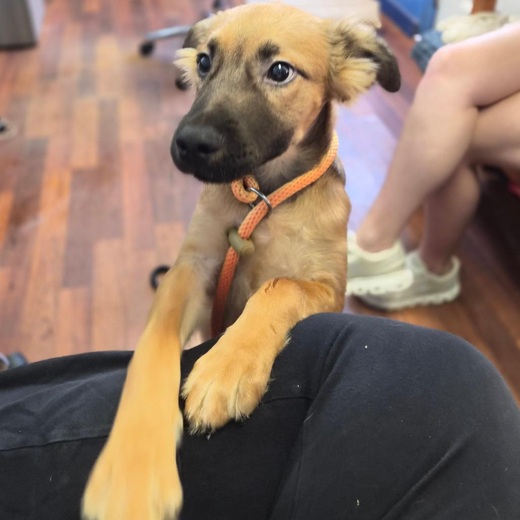 Enlarge Lima, a Adoptable mixed breed in Wahiawa, HI image 2/2