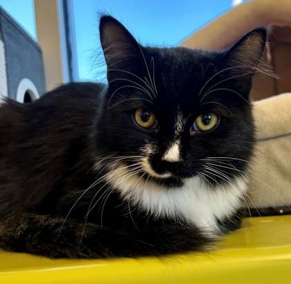 Shabu Shabu, ADOPTABLE, Young Female Domestic Medium Hair.