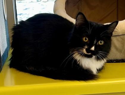 Enlarge Shabu Shabu, a ADOPTABLE Domestic Medium Hair in Downers Grove, IL image 2/3