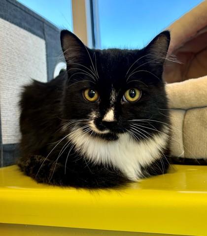 Enlarge Shabu Shabu, a ADOPTABLE Domestic Medium Hair in Downers Grove, IL image 3/3