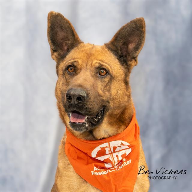 Enlarge SHYLO, a Adoptable mixed breed in Albuquerque, NM image 1/1