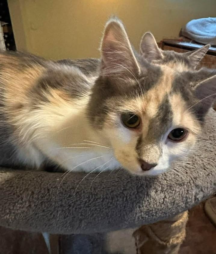 Cloudy, adopted, Young Female Calico.