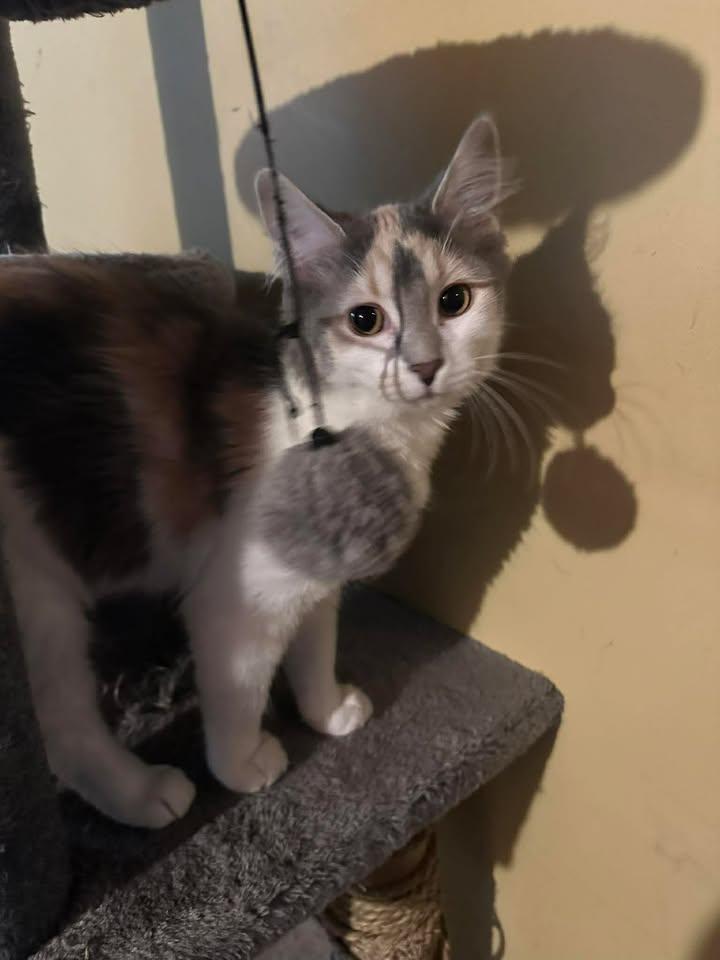 Enlarge Cloudy, an adopted Calico in Winnipeg, MB image 2/2