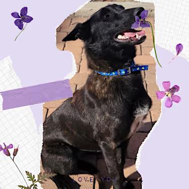 Kelsey, adopted, Young Female Shepherd & German Shepherd Dog.