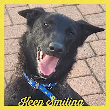 Enlarge Kelsey, an adopted mixed breed in Santa Ana, CA image 2/2