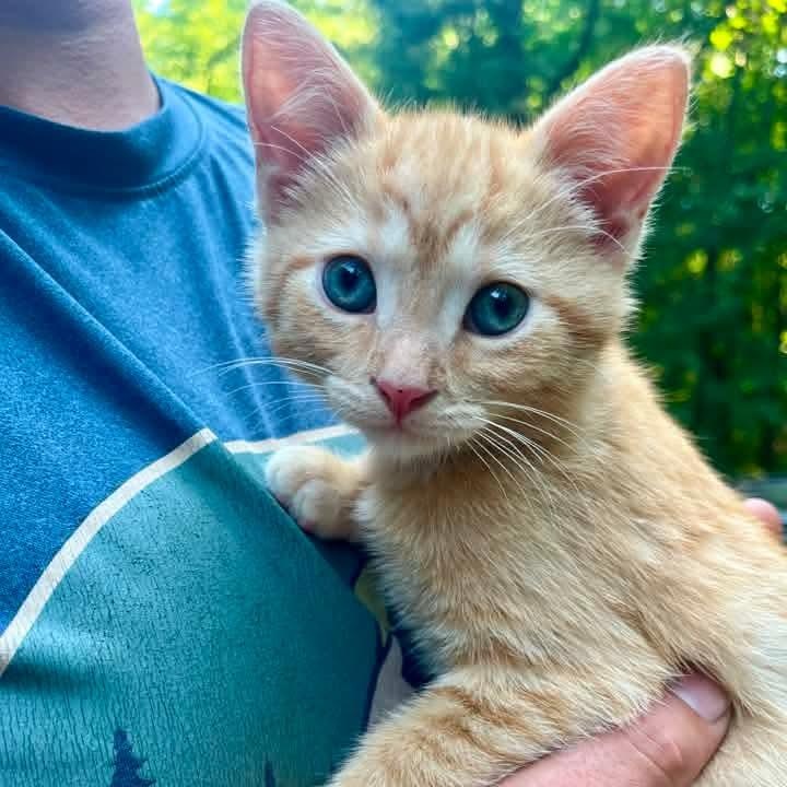 Clunker, Adoptable, Kitten Male Domestic Short Hair & Tabby.