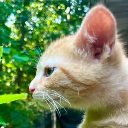 Enlarge Clunker, a Adoptable mixed breed in Kentwood, MI image 6/6