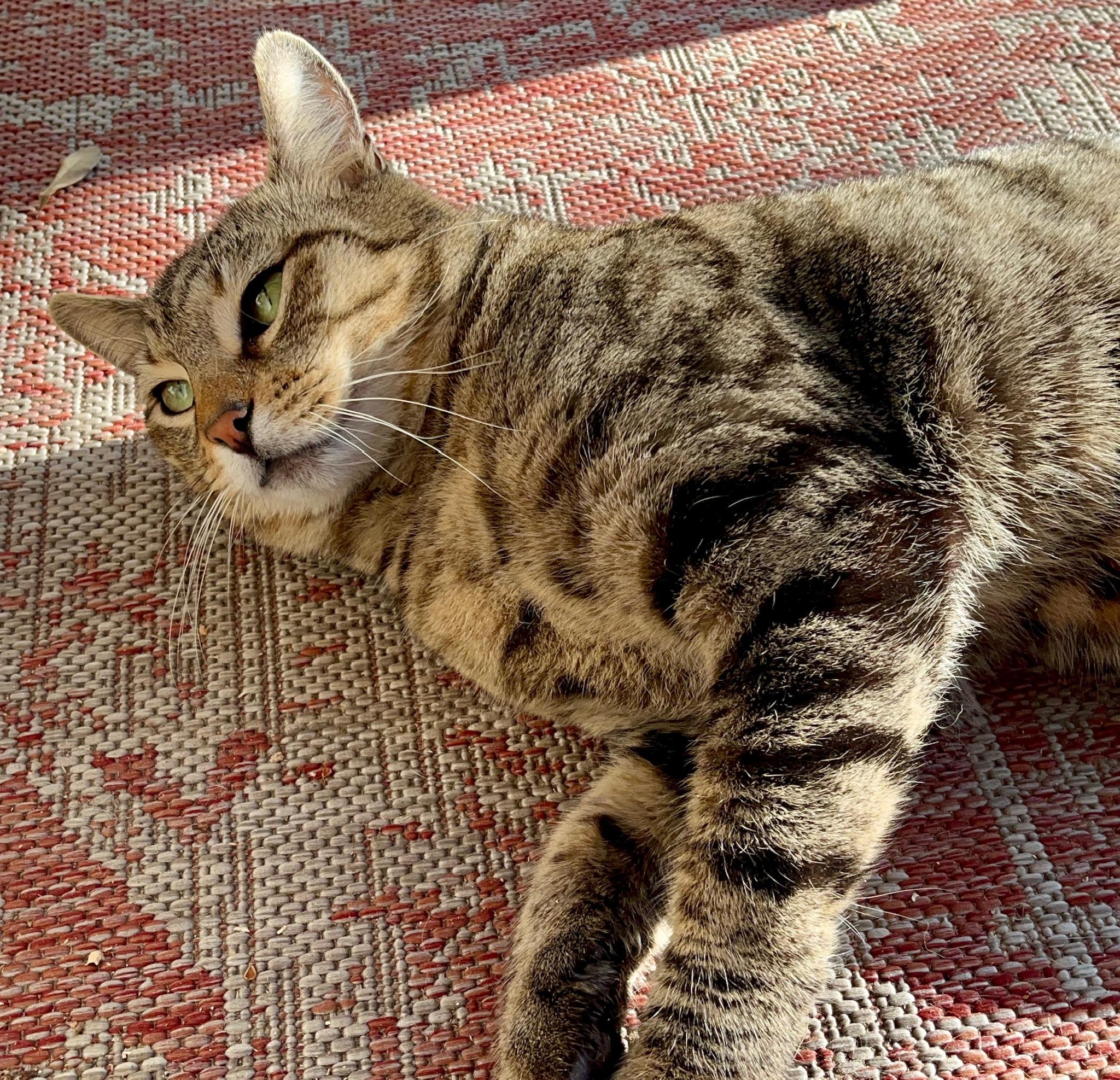 Lobo, a Adoptable Domestic Short Hair in Bellingham, WA image 5/6