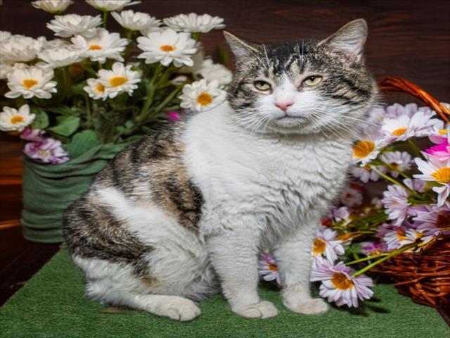 RUPEE, Adoptable, Young Male Domestic Short Hair.