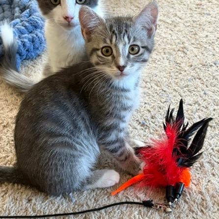 Enlarge Gaels, a Adoptable Domestic Medium Hair in Winston Salem, NC image 1/3