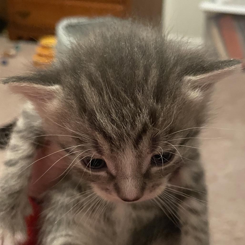 Enlarge Gaels, a Adoptable Domestic Medium Hair in Winston Salem, NC image 3/3