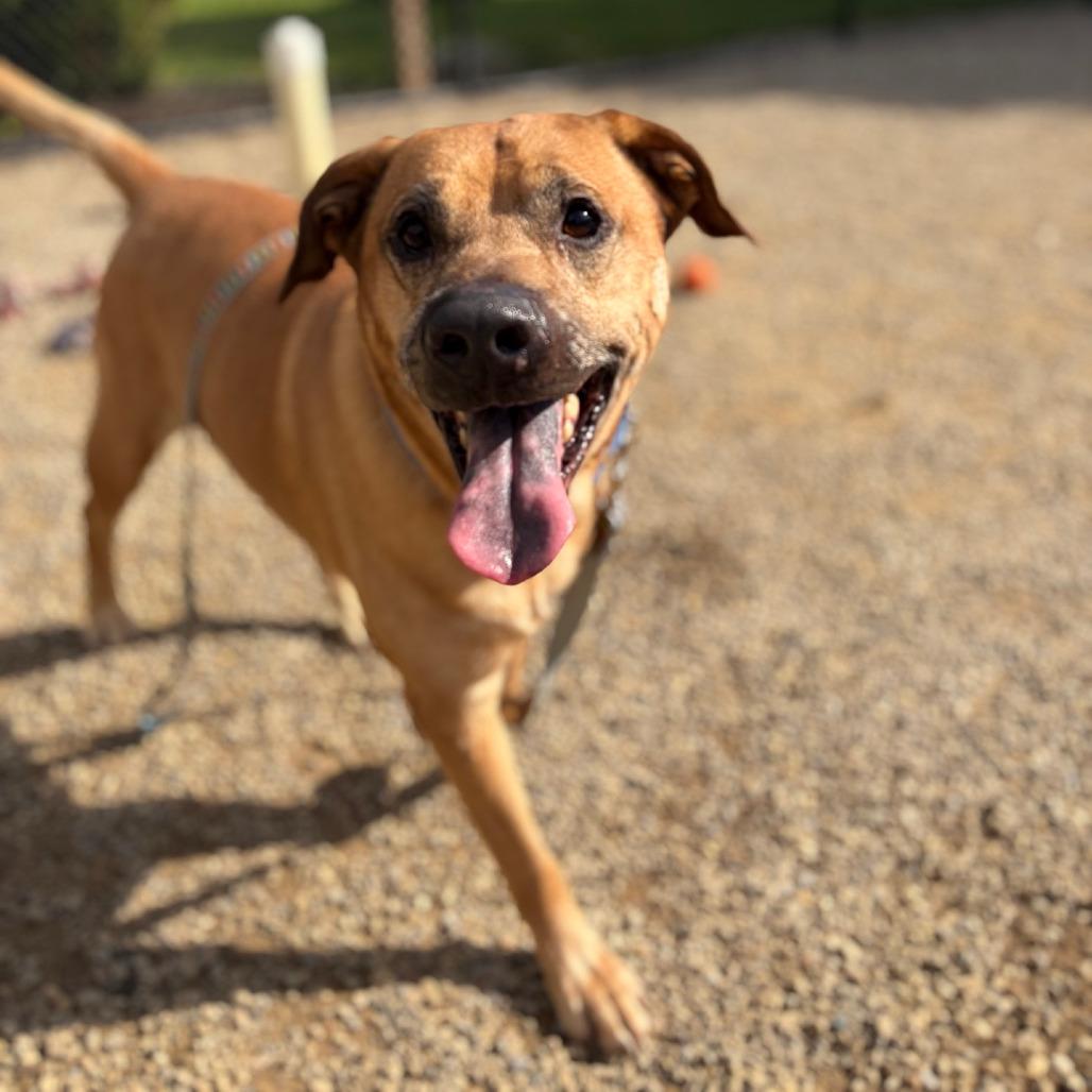 Enlarge Clark, a Adoptable mixed breed in Columbia Station, OH image 1/6