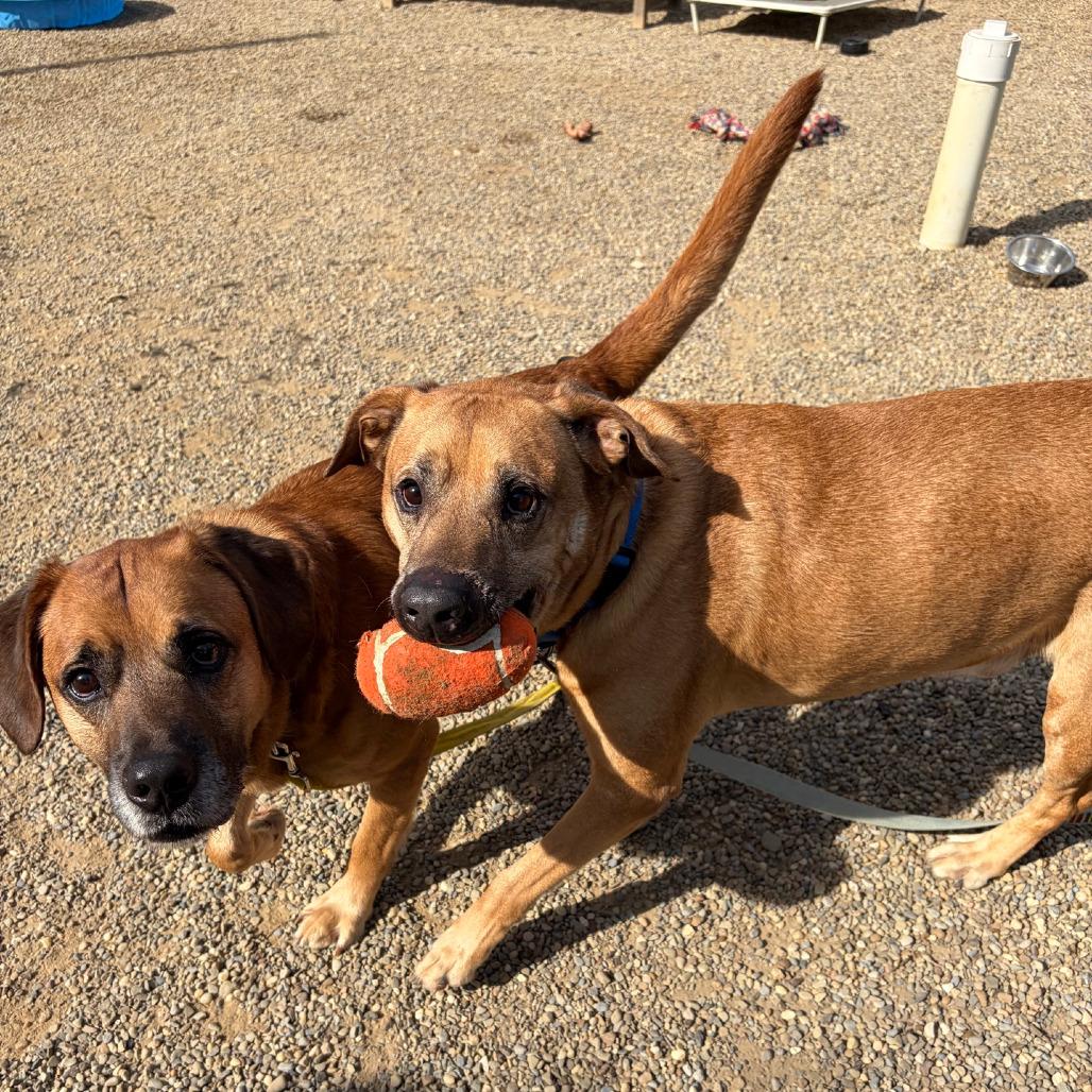 Enlarge Clark, a Adoptable mixed breed in Columbia Station, OH image 2/6