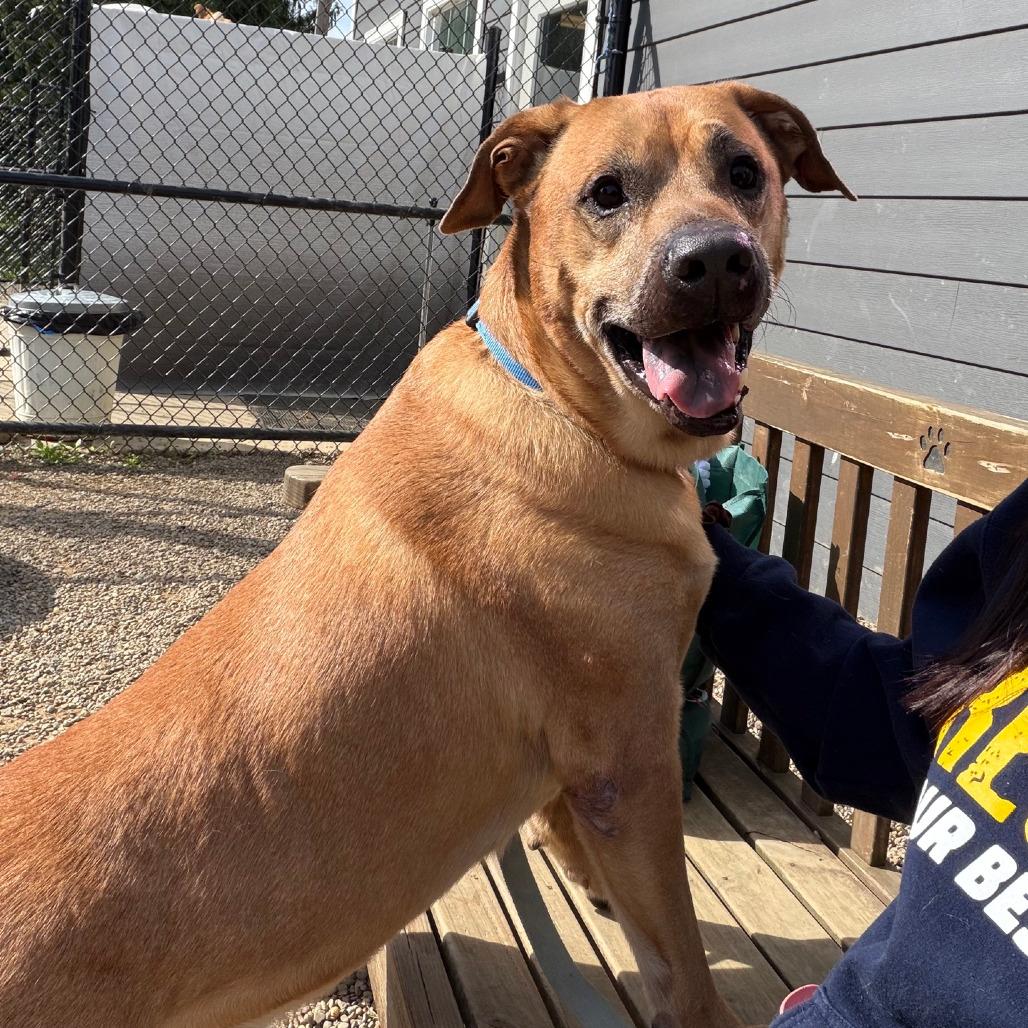Enlarge Clark, a Adoptable mixed breed in Columbia Station, OH image 3/6