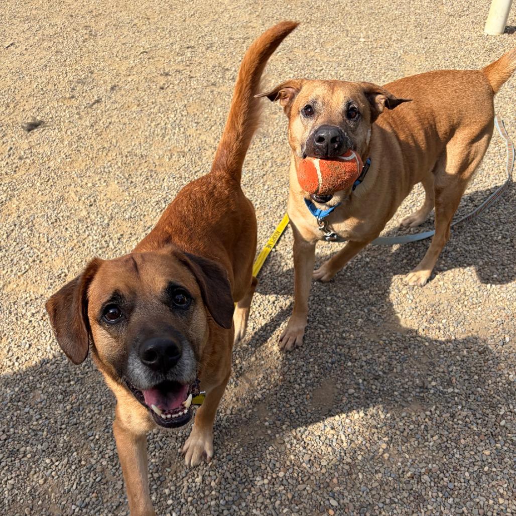 Enlarge Clark, a Adoptable mixed breed in Columbia Station, OH image 4/6