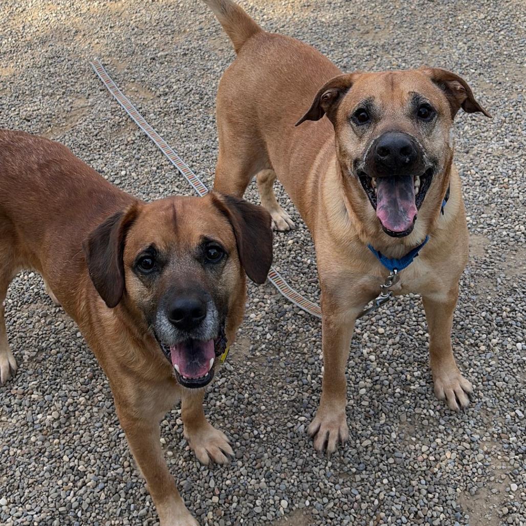 Enlarge Clark, a Adoptable mixed breed in Columbia Station, OH image 5/6