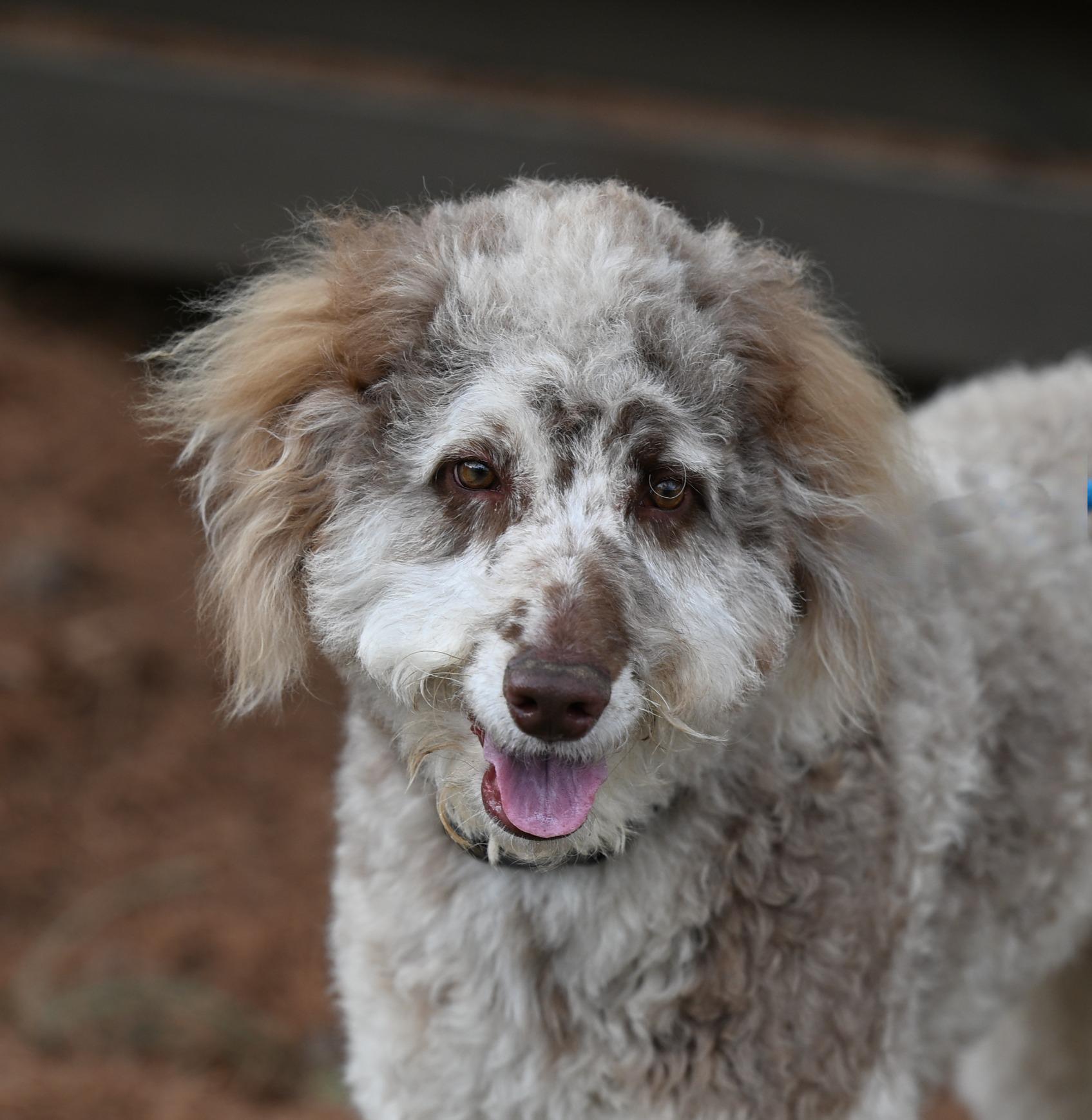 Enlarge Lovely Lola!, an adopted Aussiedoodle in Allentown, PA image 3/3
