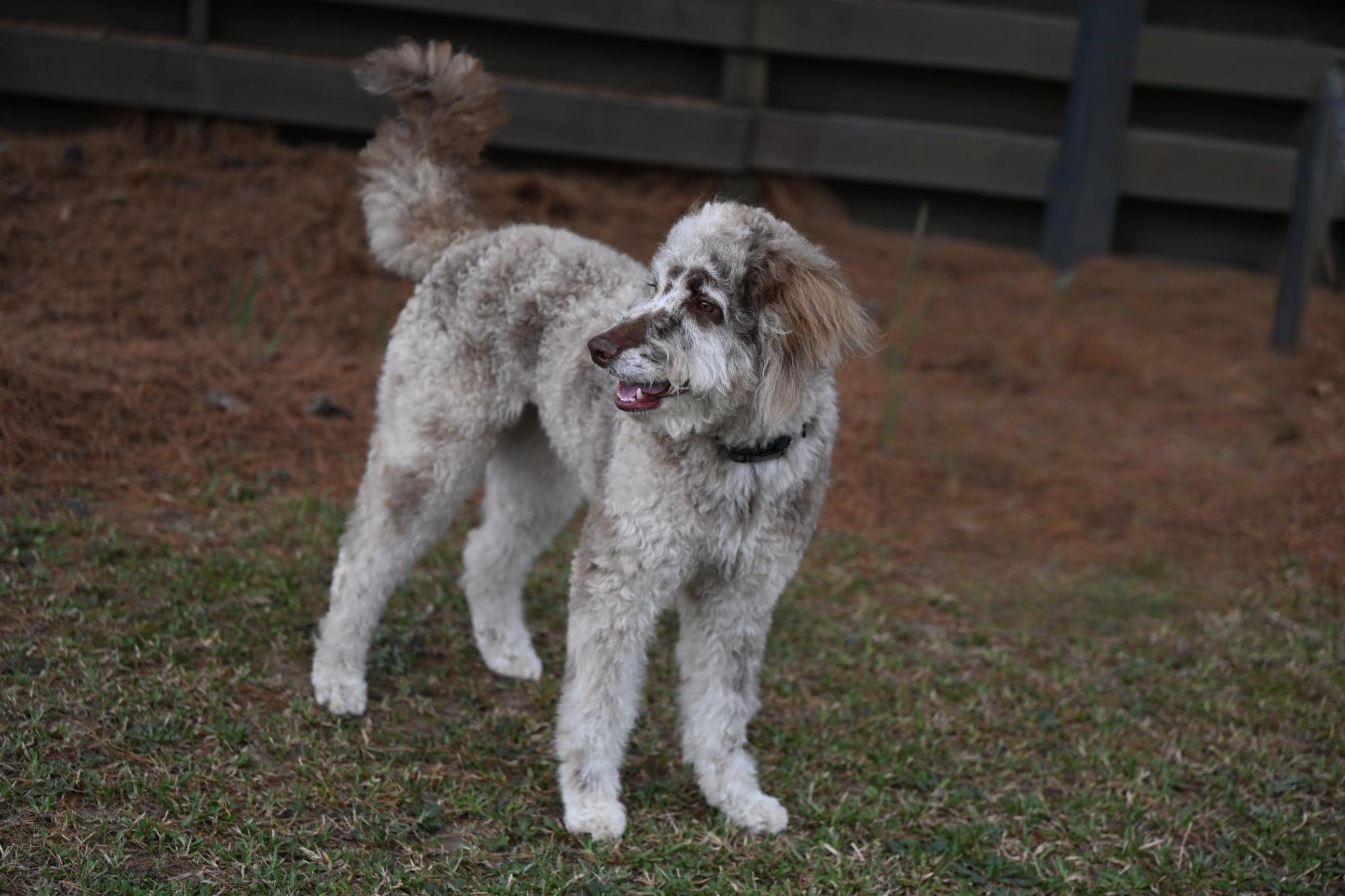Enlarge Lovely Lola!, an adopted Aussiedoodle in Allentown, PA image 2/3
