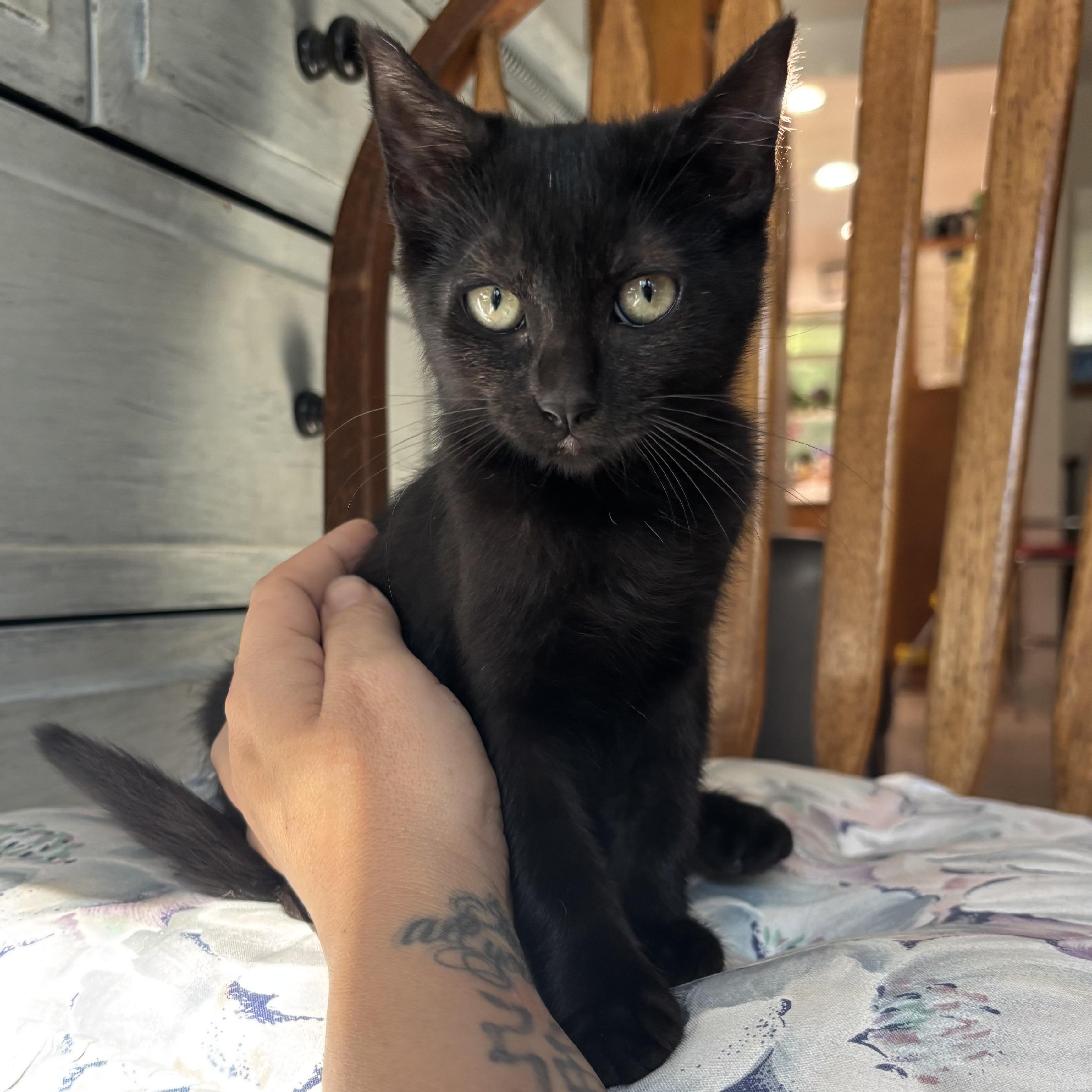 Enlarge Roxanne, a Adoptable Domestic Short Hair in Monroe, WA image 3/6
