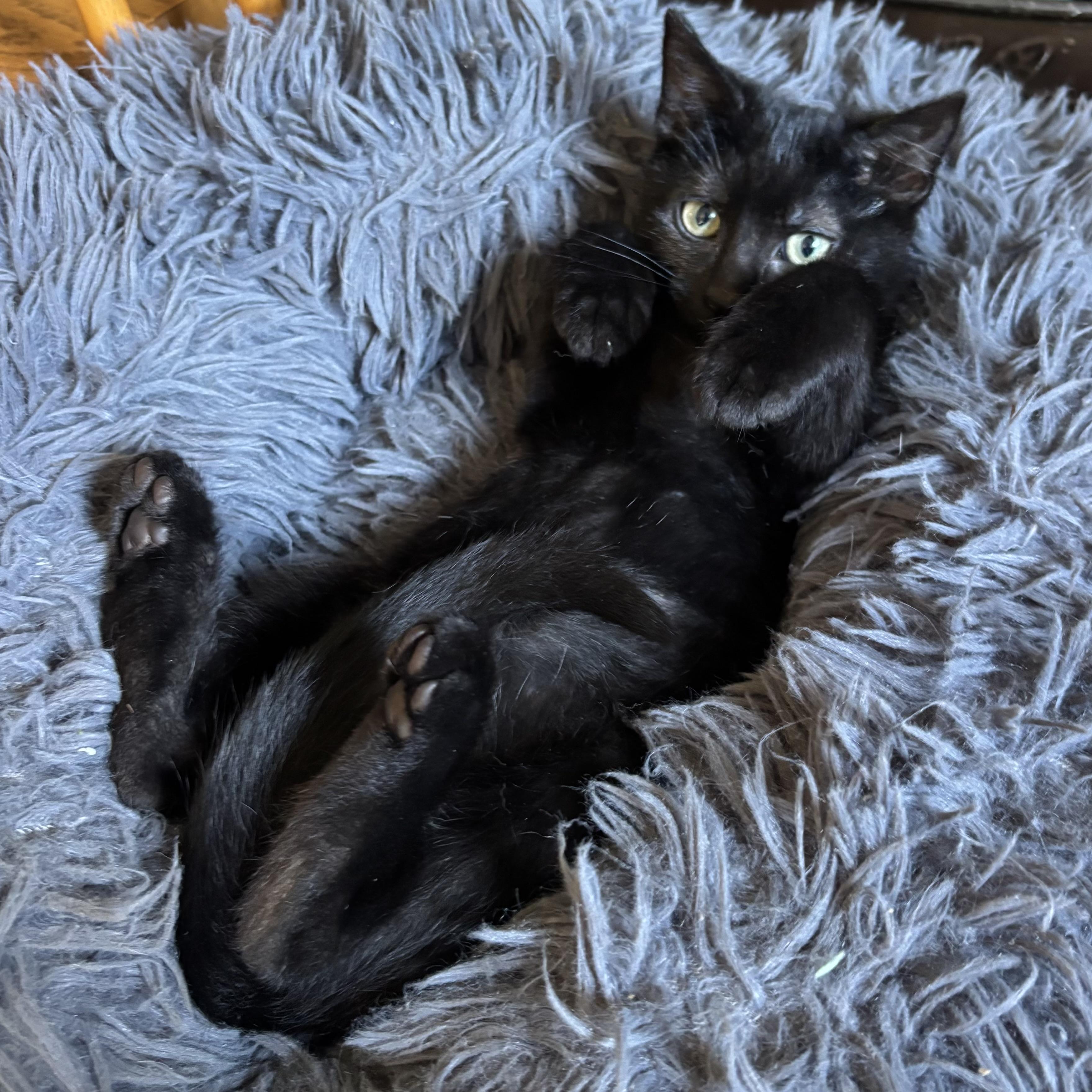 Enlarge Roxanne, a Adoptable Domestic Short Hair in Monroe, WA image 2/6