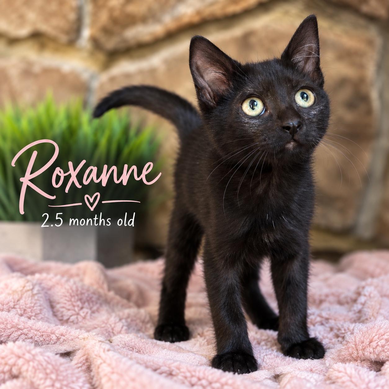 Roxanne, Adoptable, Kitten Female Domestic Short Hair.
